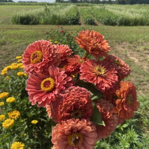 Bouquet CSA